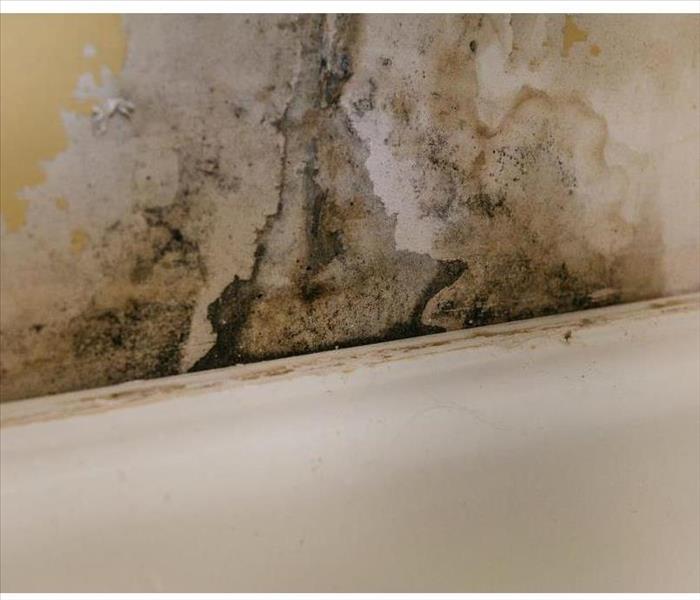 The old wall in the bathroom is covered with mold due to humidity in the room.